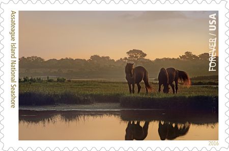 100 Horse Forever Stamps Unused Postage Wild Ponies Forever Stampss For Mailing